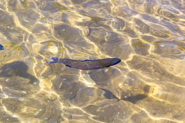 Rainbow Trout Oncorhynchus Mykiss Hatchery Raceway Trout Farm Feeding Fish — Stock Photo, Image