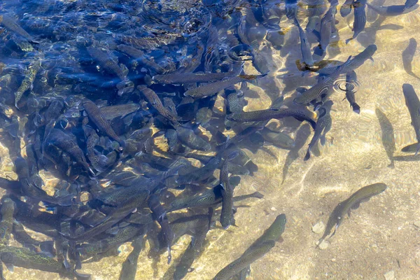 Regnbågslax Oncorhynchus Mykiss Kläckeri Raceway Öring Gård Utfodring Fisk — Stockfoto