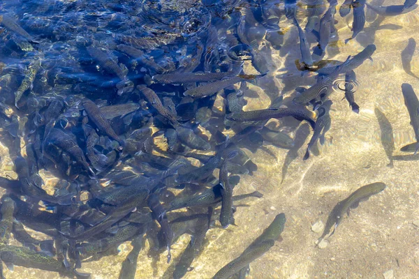 Truta Arco Íris Oncorhynchus Mykiss Pista Incubação Fazenda Trutas Alimentação — Fotografia de Stock