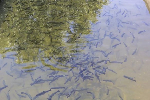 Truta Arco Íris Oncorhynchus Mykiss Pista Incubação Fazenda Trutas Alimentação — Fotografia de Stock