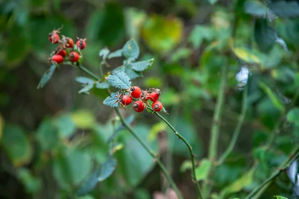 Rosehip Bush Organic Branch — Stock Photo, Image