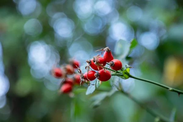 Cespuglio Rosa Canina Ramo Organico — Foto Stock