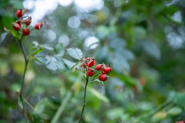 Cespuglio Rosa Canina Ramo Organico — Foto Stock