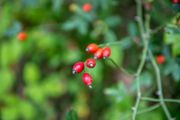 Rosehip Bush Organic Branch — Stock Photo, Image