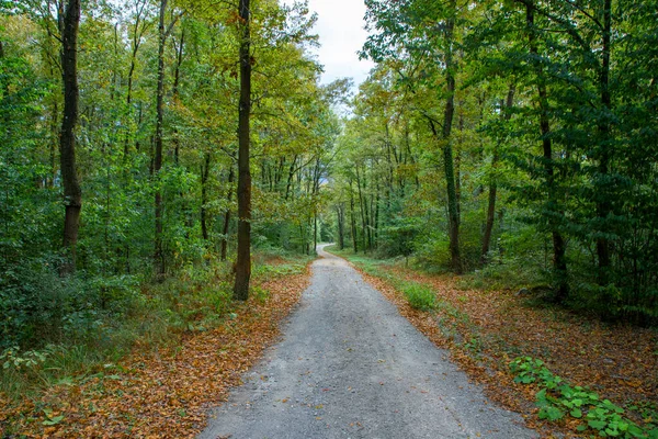 Sendero Sendero Bosque Cubierto Hojas Verdes Amarillas Otoño — Foto de Stock