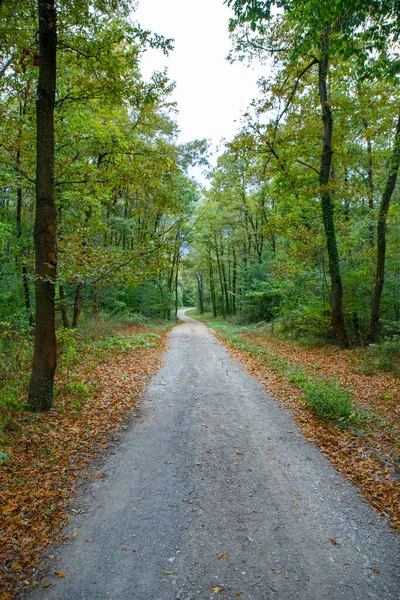 Ścieżka Spacerowa Lesie Pokryta Zielonymi Żółtymi Liśćmi Jesienią — Zdjęcie stockowe