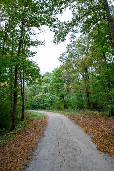 Sendero Sendero Bosque Cubierto Hojas Verdes Amarillas Otoño — Foto de Stock