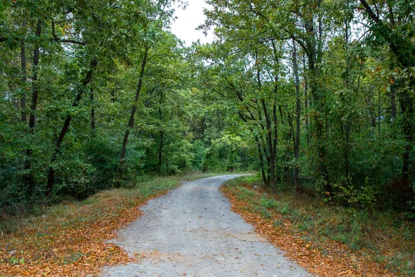 Шлях Йде Стежкою Лісі Покритий Зеленим Жовтим Листям Восени — стокове фото