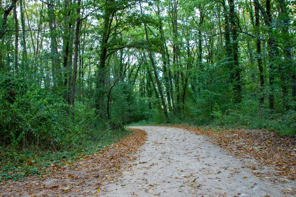 Gångväg Skog Täckt Med Gröna Och Gula Löv Hösten — Stockfoto