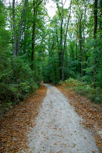 Sentier Pédestre Forêt Couvert Feuilles Vertes Jaunes Automne — Photo