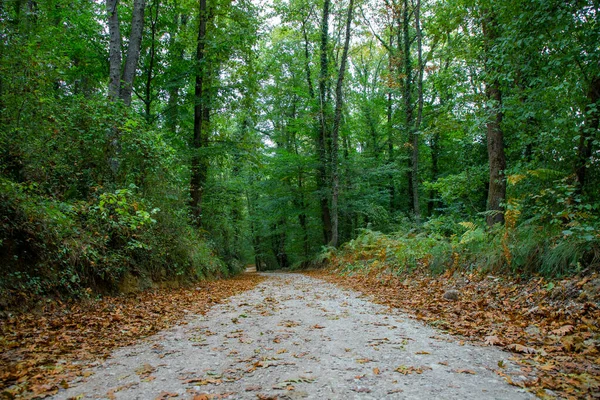 Sendero Sendero Bosque Cubierto Hojas Verdes Amarillas Otoño — Foto de Stock