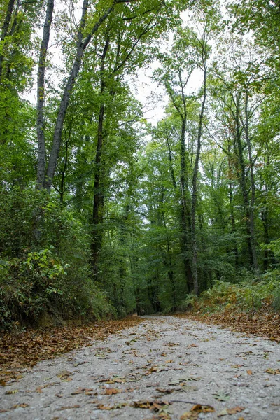 Gångväg Skog Täckt Med Gröna Och Gula Löv Hösten — Stockfoto