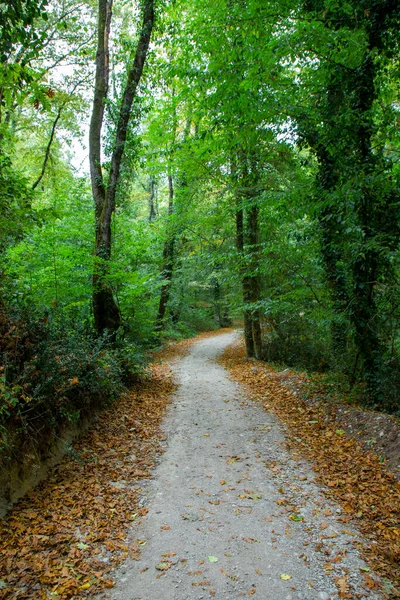 Sendero Sendero Bosque Cubierto Hojas Verdes Amarillas Otoño — Foto de Stock