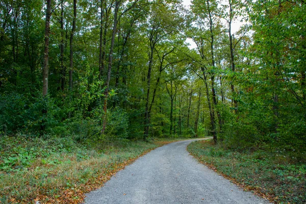 Sendero Sendero Bosque Cubierto Hojas Verdes Amarillas Otoño — Foto de Stock