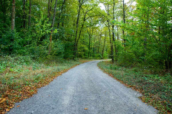 Gångväg Skog Täckt Med Gröna Och Gula Löv Hösten — Stockfoto