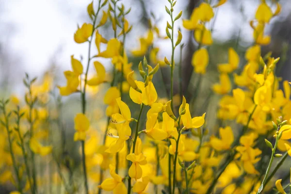 Balai Espagnol Jaune Spartium Junceum Région Méditerranéenne France Sur Fond — Photo