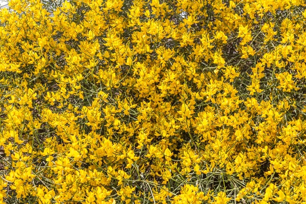 Balai Espagnol Jaune Spartium Junceum Région Méditerranéenne France Sur Fond — Photo