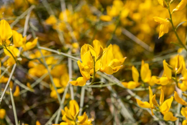 Balai Espagnol Jaune Spartium Junceum Région Méditerranéenne France Sur Fond — Photo