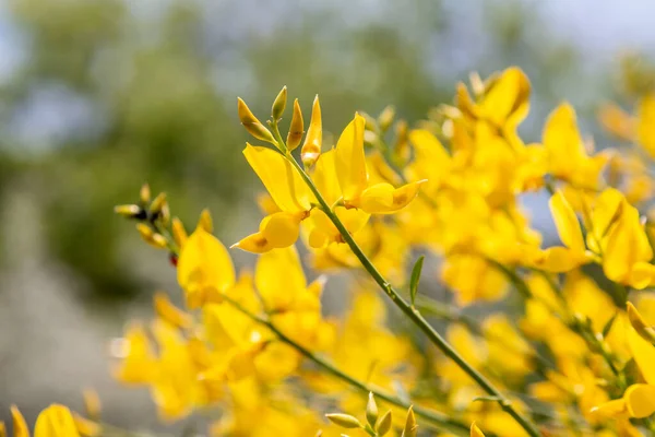 Balai Espagnol Jaune Spartium Junceum Région Méditerranéenne France Sur Fond — Photo