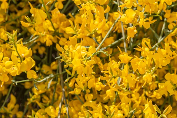 Balai Espagnol Jaune Spartium Junceum Région Méditerranéenne France Sur Fond — Photo