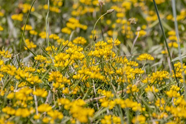 Balai Espagnol Jaune Spartium Junceum Région Méditerranéenne France Sur Fond — Photo