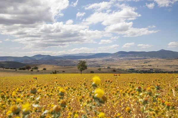 Blooming Carthamus tinctorius (sahte safran). Safra çiçeği canlı renklerde çiçek açmaya başladı. Safçiçeklerinin güzel tomurcukları ile doğal yeşil arka plan. Mesajın için yer aç. Sahte safran çiçekleri (Türk Asfir Bitkisi)