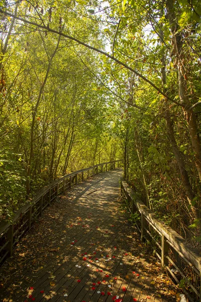 Pasarela Romántica Madera Los Árboles Junto Lago — Foto de Stock