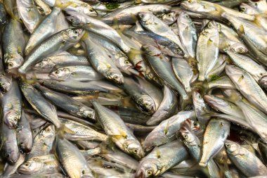 Taze balıklar pazarda satılır.