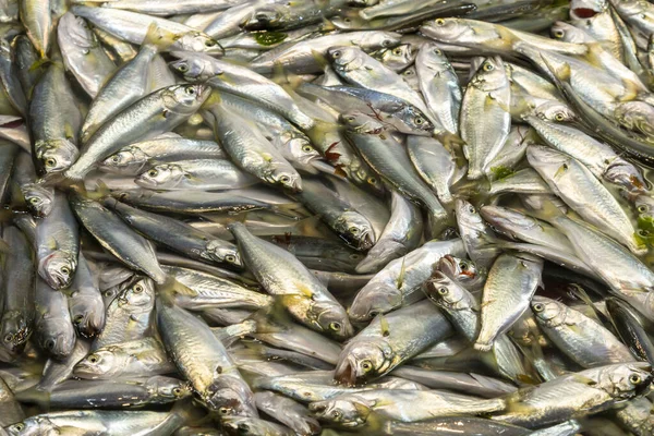 Färsk Fisk Säljs Vid Marknadsdisken — Stockfoto