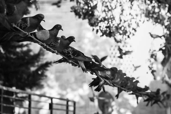 Aves Palomas Pie Junto Con Sus Amigos Palomas Sentadas Palomas —  Fotos de Stock