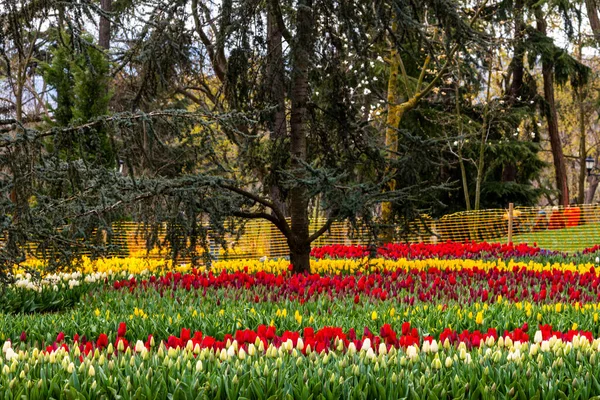 Emirgan Grove Con Muchas Especies Flores 2021 Marzo Estambul Turquía — Foto de Stock