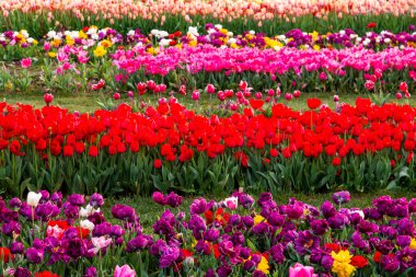 Emirgan Korusu ve çok sayıda çiçek türü, 2021-31 Mart, İstanbul, Türkiye