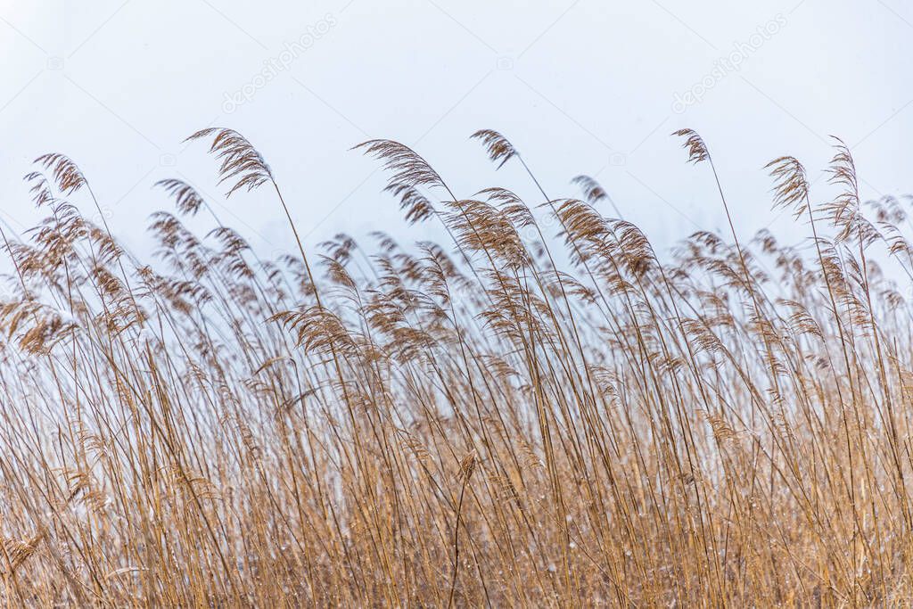 Dry marsh reeds in nature