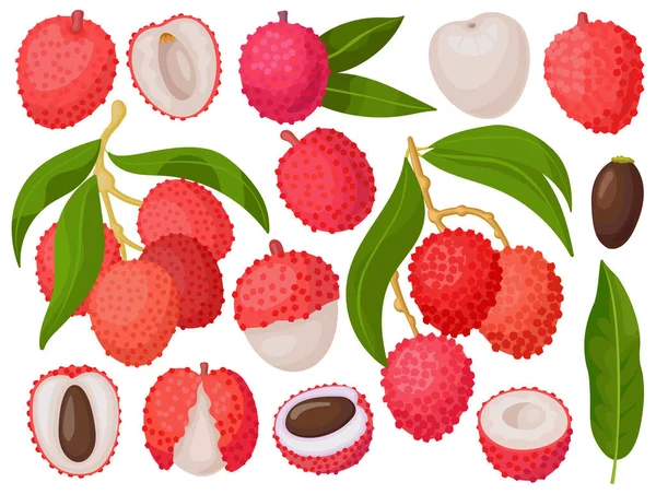 Lychee vektör karikatür kümesi simgesi. Beyaz arkaplanda vektör illüstrasyon litchi. İzole edilmiş çizgi film seti simgesi Lychee.