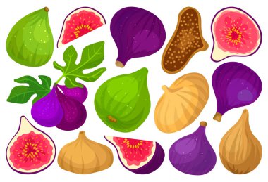 İncir vektör karikatür kümesi simgesi. Beyaz arka planda vektör illüstrasyon meyvesi. İzole çizgi film seti incir.