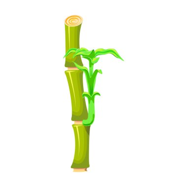 Bambu vektör simgesi. Çizgi film vektör simgesi beyaz arkaplan bambu üzerinde izole edildi.