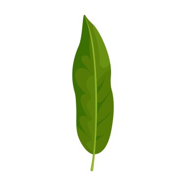 Yaprak lychee vektör simgesi. Çizgi film vektör simgesi beyaz arkaplan yaprak lychee üzerinde izole.