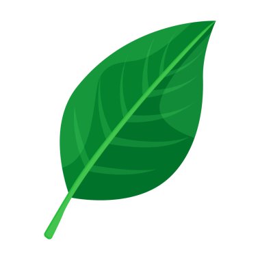 Yaprak armut vektör simgesi. Çizgi film vektör simgesi beyaz armut yaprağı üzerinde izole edildi.