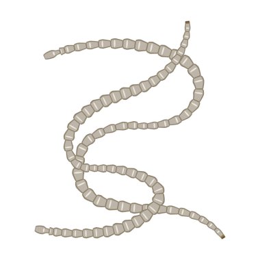 Parazit vektör simgesi. Beyaz arkaplan parazitleri üzerinde izole edilmiş çizgi film vektör simgesi..