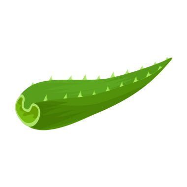 Aloe vera vektör simgesi. Çizgi film vektör simgesi beyaz arkaplan aloe vera üzerinde izole edildi.