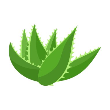 Aloe vera vektör simgesi. Çizgi film vektör simgesi beyaz arkaplan aloe vera üzerinde izole edildi.