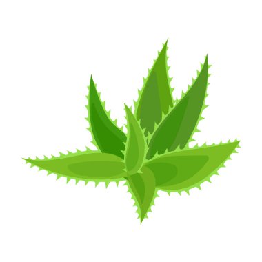 Aloe vera vektör simgesi. Çizgi film vektör simgesi beyaz arkaplan aloe vera üzerinde izole edildi.