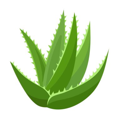 Aloe vera vektör simgesi. Çizgi film vektör simgesi beyaz arkaplan aloe vera üzerinde izole edildi.