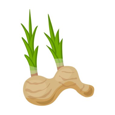 Ginger vektör simgesi. Çizgi film vektör simgesi beyaz arkaplan zencefilinde izole edildi.