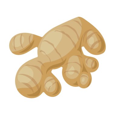 Ginger vektör simgesi. Çizgi film vektör simgesi beyaz arkaplan zencefilinde izole edildi.