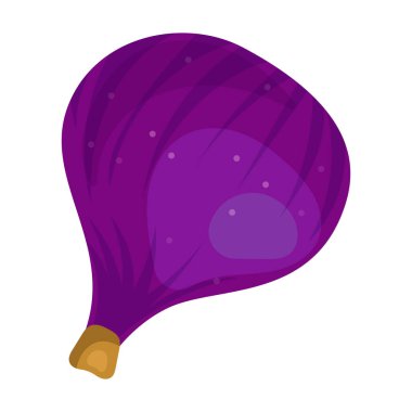 İncir vektör simgesi. Beyaz arkaplan incirinde karikatür vektör simgesi izole edildi.