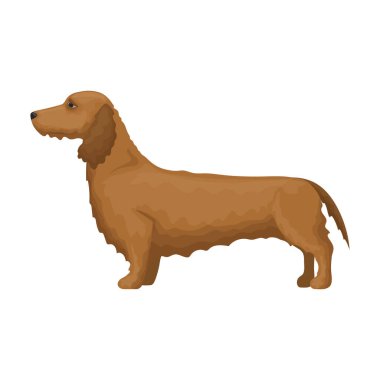 Dachshund vektör simgesi. Çizgi film vektör simgesi beyaz arkaplan dachshund üzerinde izole edildi.