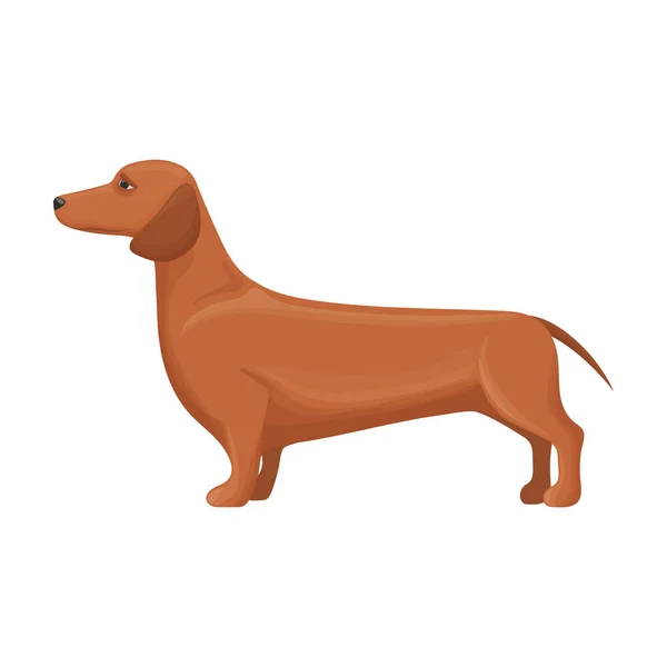 Dachshund vetor icon.Cartoon vetor ícone isolado no fundo branco dachshund. — Vetor de Stock