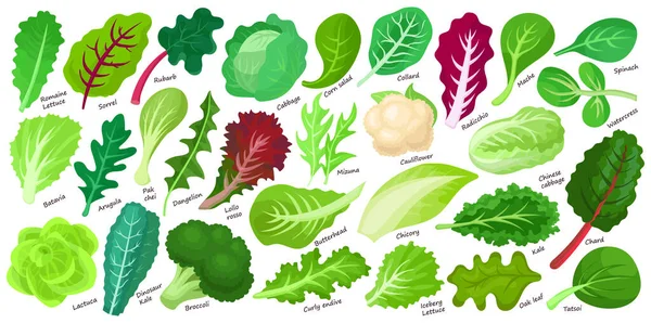 Lechuga y ensalada vector de dibujos animados conjunto de iconos. Dibujos animados vector conjunto ilustración hoja de lechuga. Icono de hoja de colección de ilustración aislada de ensalada. — Archivo Imágenes Vectoriales