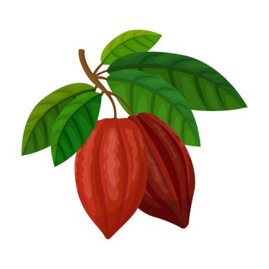 Kakao çekirdeği izole çizgi film çizim ikonu. Beyaz arka planda vektör illüstrasyon çikolatalı meyve. Vektör karikatür simgesi kakao çekirdeği.